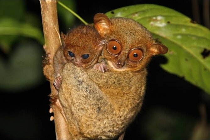 2025 Tarsier, Waterfalls & Chocolate Hills Tour - Price and value: what $65 buys you (and what it does not)
