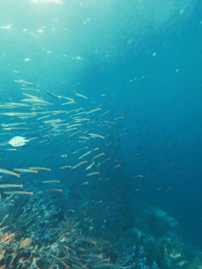 3DAYS AND 2NIGHTS SNORKEL ISLANDS HOPPING EXPEDITION