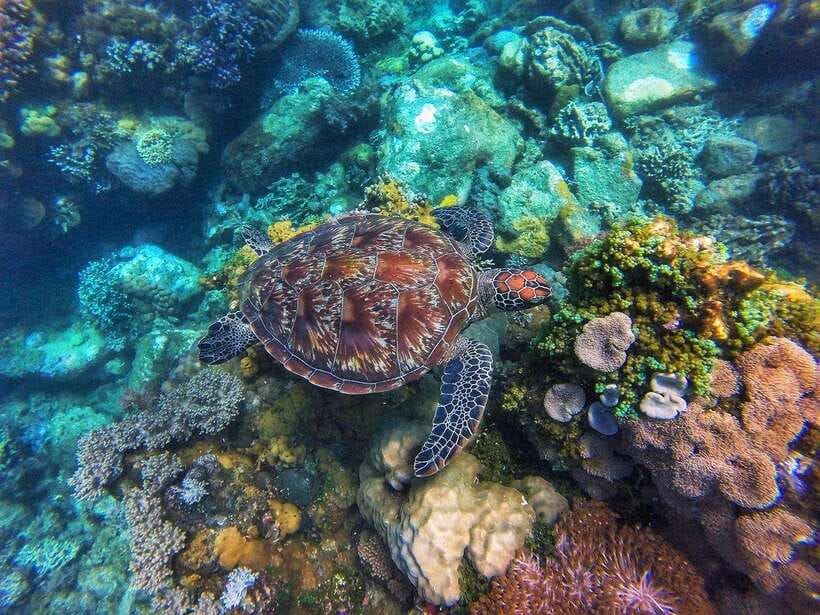 Apo Island Wonders: Snorkel with Sea Turtles in Dumaguete - Key things that make this Apo Island day worth it