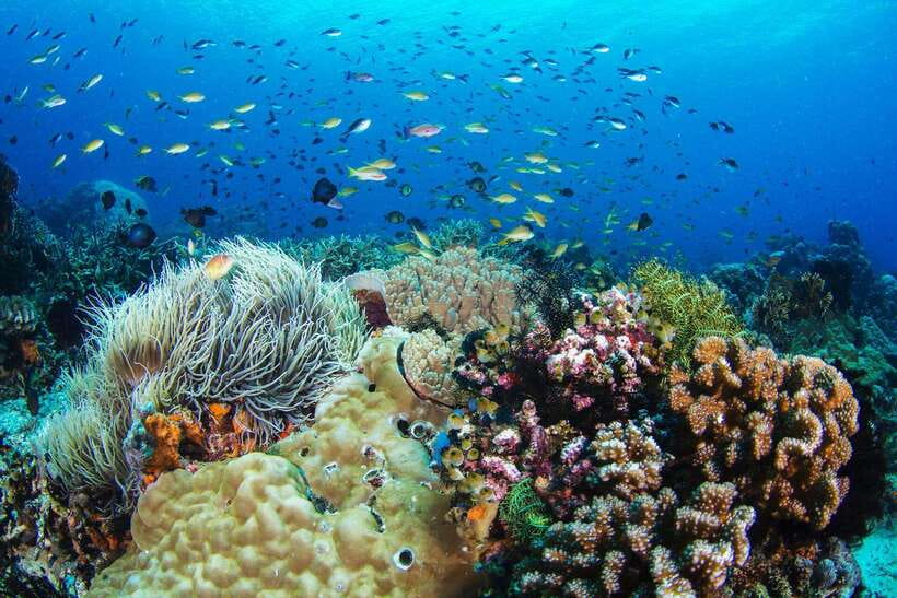 Apo Island Wonders: Snorkel with Sea Turtles in Dumaguete - Your snorkeling block: 3 hours, guide-led, turtle-focused