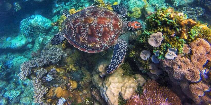 Apo Island Wonders: Snorkel with Sea Turtles in Dumaguete - Gear, guides, and what’s covered for snorkeling