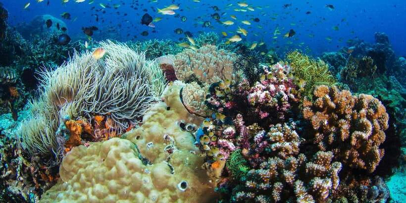 Apo Island Wonders: Snorkel with Sea Turtles in Dumaguete - Money and value: does $126 make sense?
