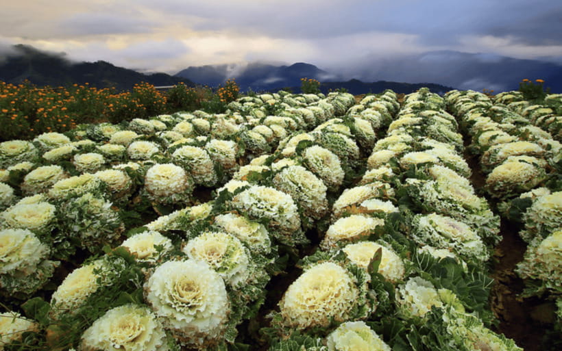 Baguio Atok Flower Blossoms (Private Tour) - From Baguio to Atok, Why This 8-Hour Schedule Works