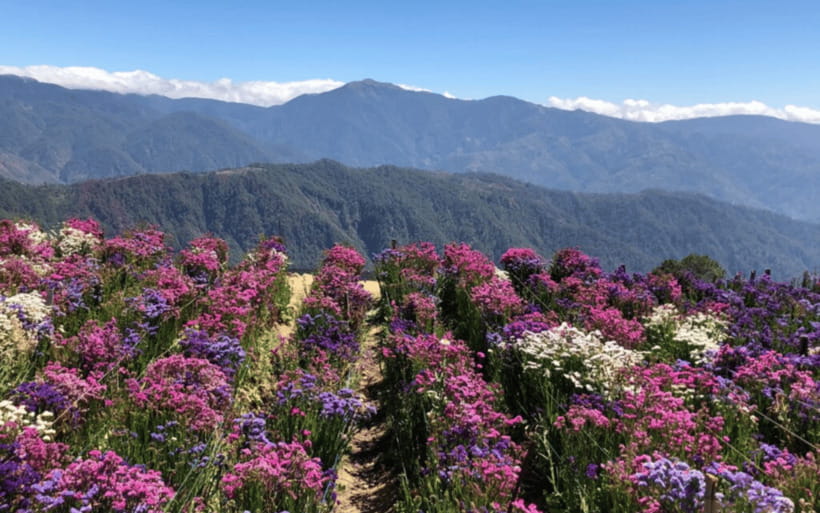 Baguio Atok Flower Blossoms (Private Tour) - Benguet Highest Highway Viewpoint and the 2nd Highest Philippine Highway