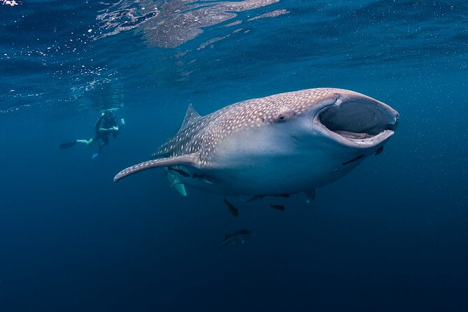 BEST OF CEBU:Oslob Whaleshark Encounter w Sandbar & Tumalog Falls - Sumilon Island sandbar and the Marine Sanctuary hour