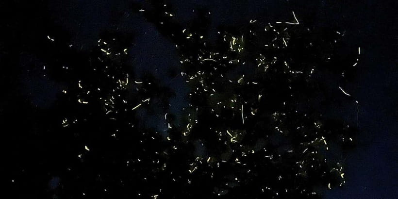 Bohol Abatan River: Firefly Watching Private Night Tour - How the river cruise night plan plays out