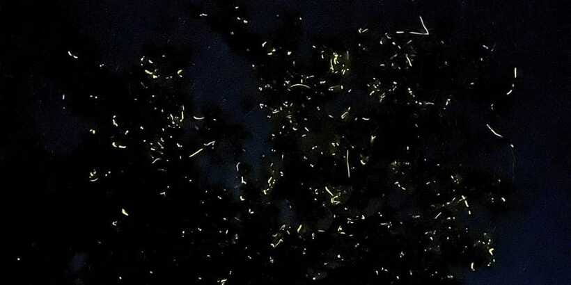 Bohol Abatan River: Firefly Watching Private Night Tour - UNESCO Global Geopark context, why it matters beyond the lights