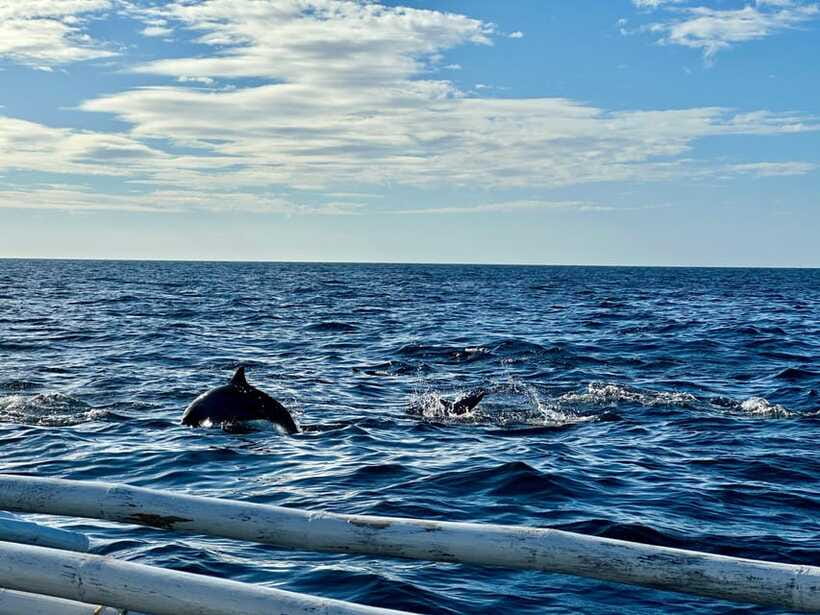 Bohol Balicasag Is Private Tour and Dolphin Watching - Lunch on the island: what you’re actually eating