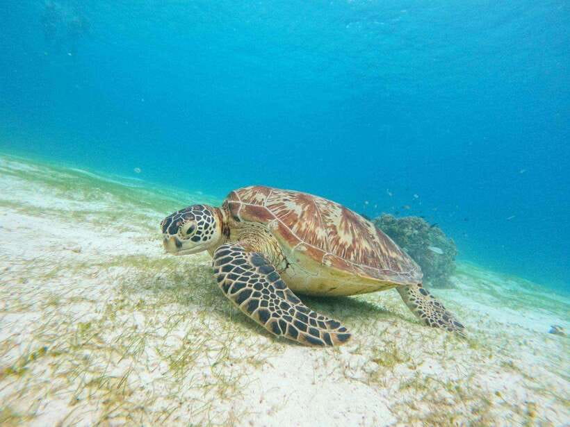 Bohol: Boat Tour to Sandbar and Snorkeling with Turtles - Key things to know before you go