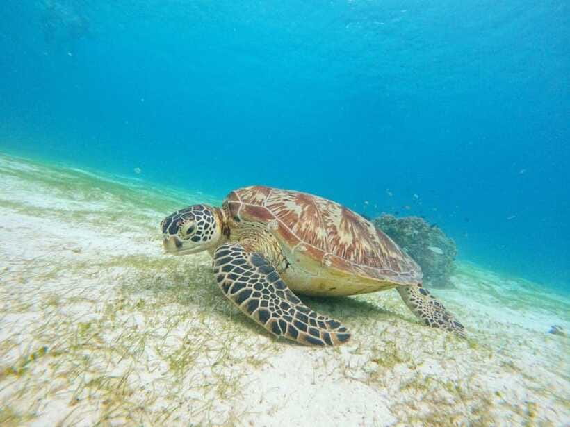 Bohol: Boat Tour to Sandbar and Snorkeling with Turtles - Dolphins: exciting when they happen, never guaranteed