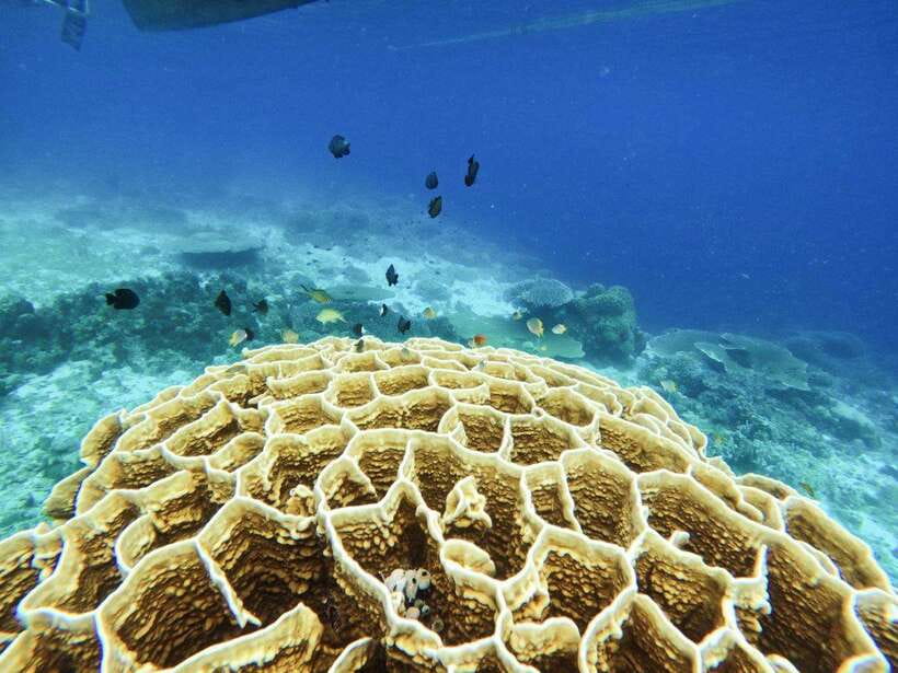 Bohol: Boat Tour to Sandbar and Snorkeling with Turtles - What’s included, what costs extra, and where to spend your money wisely