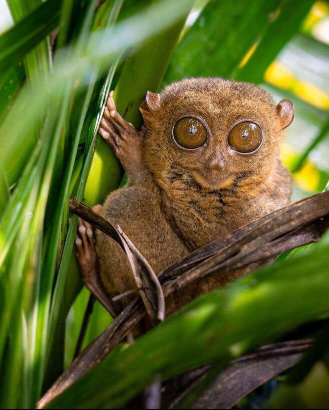 Bohol: Budget Chocolate Hills & Tarsiers -Backpacker Special - Tarsier Conservation Area: tiny primates, big rules