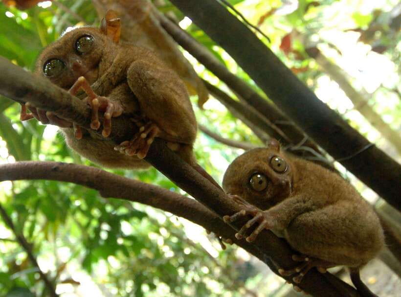 Bohol: Choco Tour + Loboc River Lunch Buffet + ATV Adventure - A Bohol day that balances views, mud, and river time