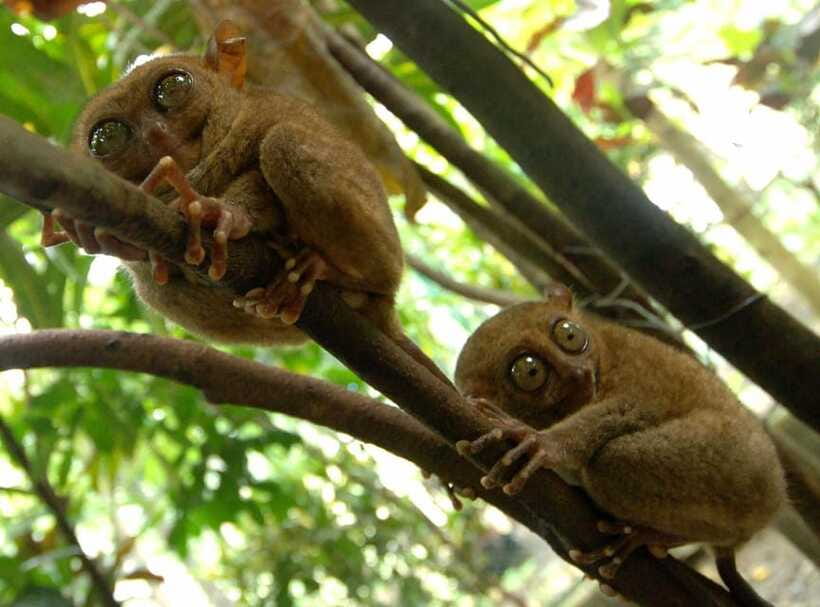Bohol: Choco Tour + Loboc River Lunch Buffet + ATV Adventure - Loboc River lunch cruise: good food, live performance, and watch the pacing