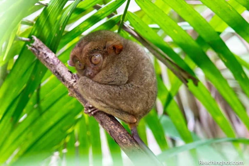 Bohol: Chocolate Hills, Tarsier, and Loboc River Tour - Tarsier Sanctuary visit: small animals, clear rules, and quiet attention