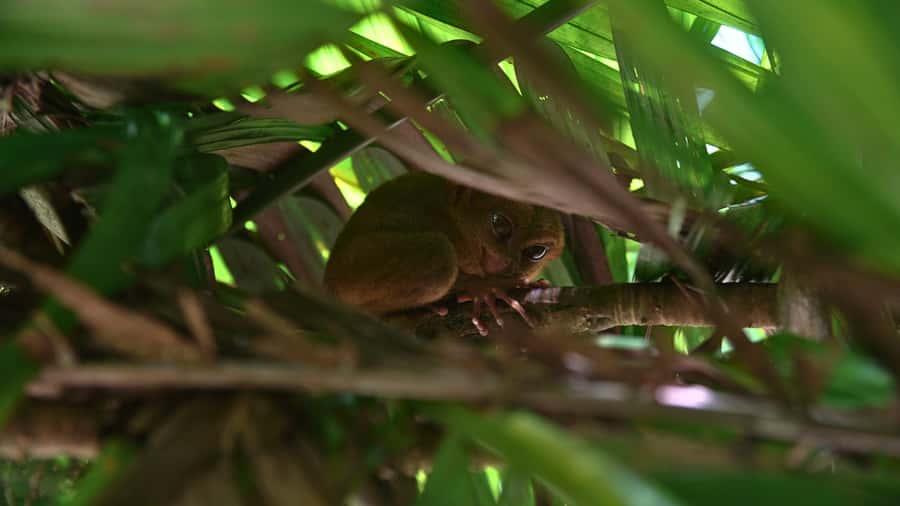 Bohol: Chocolate Hills, Tarsiers, & Loboc River Tour - Key things I’d focus on before you go