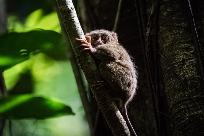 Bohol Country Side Tour - Private w/ Lunch - Key highlights before you go