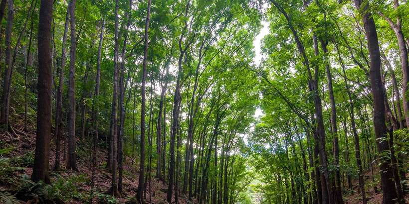 Bohol: Countryside Tour with Loboc (Buffet Lunch) - Loboc River cruise plus buffet lunch, the day’s best reset