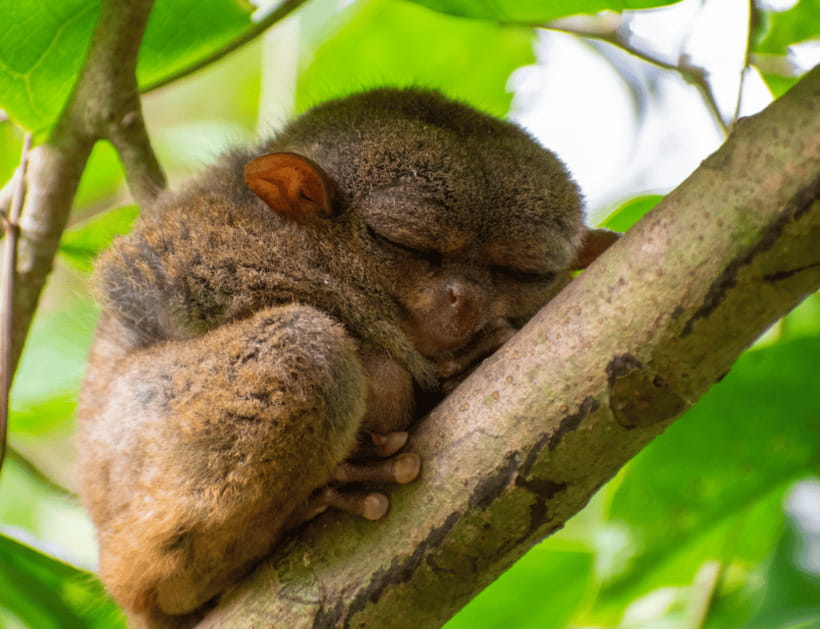 Bohol: Countryside Tour with Tarsiers and Chocolate Hills - Tarsier Sanctuary: the small-primate rules that make the visit