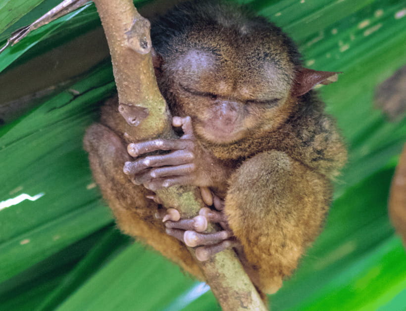 Bohol: Countryside Tour with Tarsiers and Chocolate Hills - Bohol Man-Made Forest: cool shade and easy walking