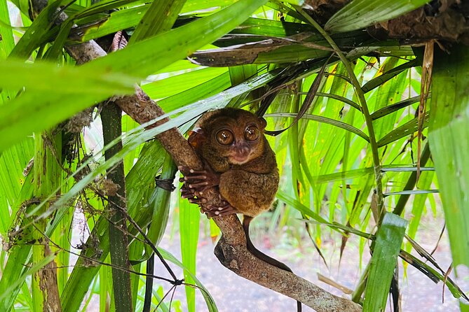 Bohol Day Tour with Round-Trip Transfers from Cebu - Chocolate Hills Natural Monument: the best photos need stairs and luck
