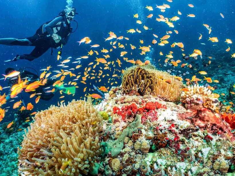 Bohol: Discover Scuba Diving - No Experience Needed - Should you book this first scuba experience in Bohol?