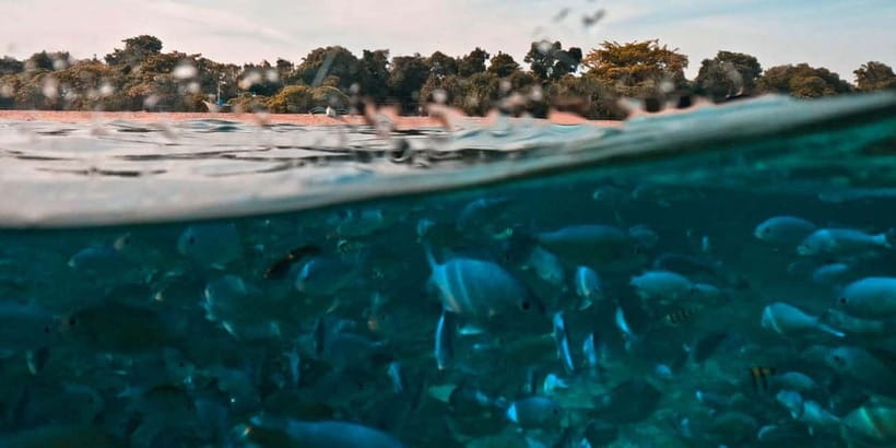 Bohol Dolphin Watching, Balicasag, and Virgin Island Tour - Key points before you go