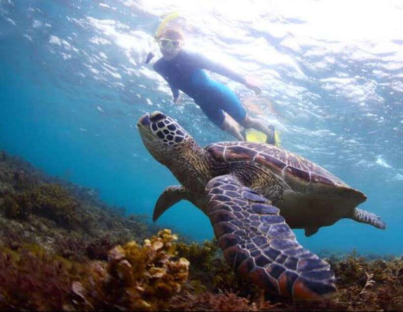 Bohol: Dolphin Watching & Sea Turtle Swim Island Tour - Key Points Before You Go