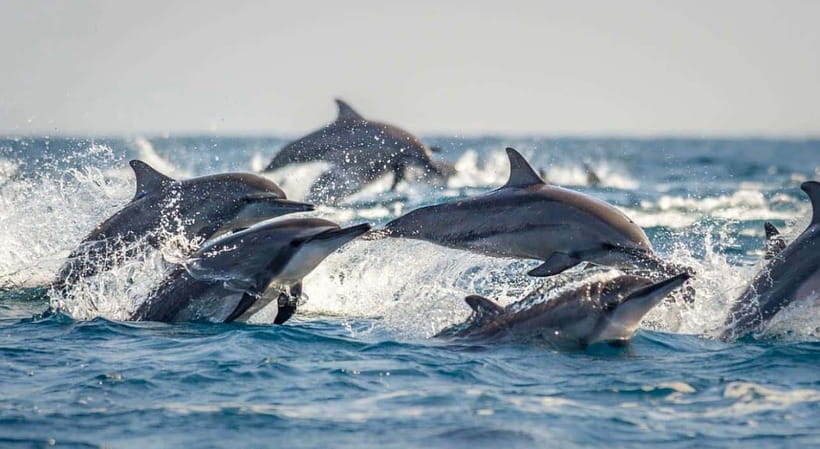 Bohol: Dolphin Watching & Sea Turtle Swim Island Tour - Who This Tour Fits Best