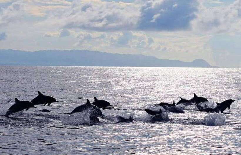 Bohol: Dolphin Watching & Sea Turtle Swim Island Tour - Sunrise Dolphins Along the Panglao Coast
