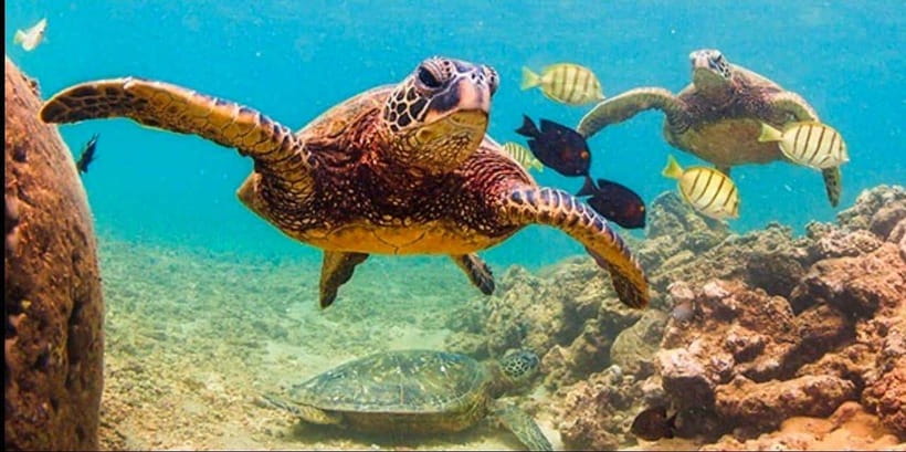 Bohol: Dolphin Watching & Sea Turtle Swim Island Tour - Coral Reefs and Fish: When the Water Gets Crowded