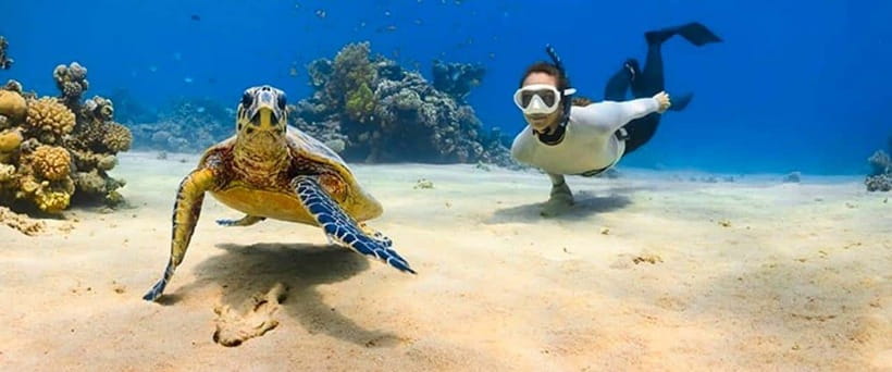 Bohol: Dolphin Watching & Sea Turtle Swim Island Tour - Where You Meet and How Pickup Works in Panglao or Dauis
