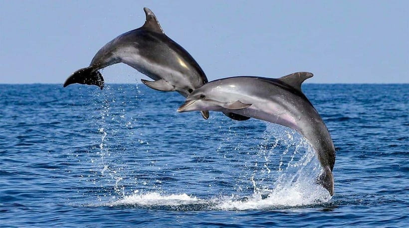 Bohol: Dolphin Watching & Sea Turtle Swim Island Tour - What Could Go Wrong, and How to Handle It