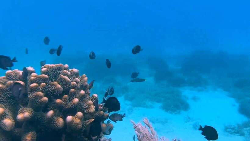 Bohol: Dolphin Watching & Snorkeling at Balicasag Island - Where Balicasag fits in Bohol, and why you go this early