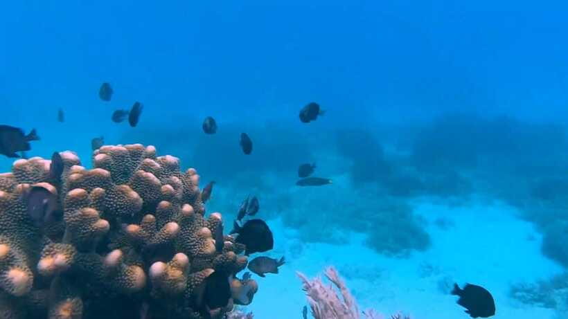 Bohol: Dolphin Watching & Snorkeling at Balicasag Island - Extra snorkeling stops and seasonal reef options