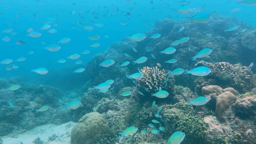 Bohol: Dolphin Watching & Snorkeling at Balicasag Island - Crowds, boat handling, and how to protect your day