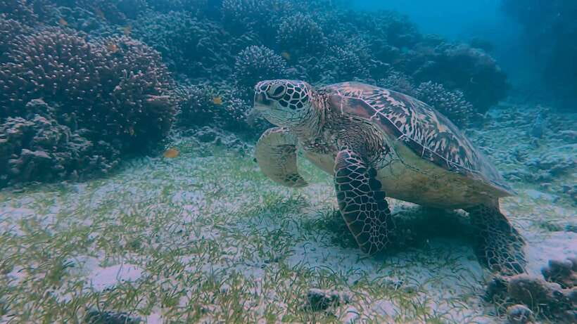 Bohol: Dolphin Watching & Snorkeling at Balicasag Island - Price, value, and who should book this tour