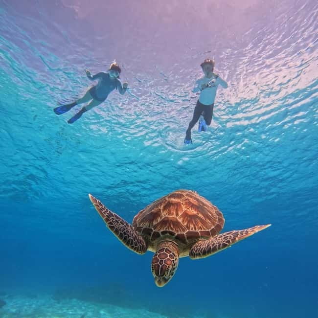 BOHOL: Dolphin Watching, Turtle Swim and Party Boat - The Big Idea: A 5 Hour Day With Real Variety
