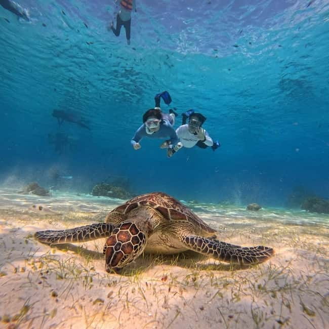 BOHOL: Dolphin Watching, Turtle Swim and Party Boat - Sunrise Dolphin Watching Off Panglao: Quick, Exciting, Out of Your Hands