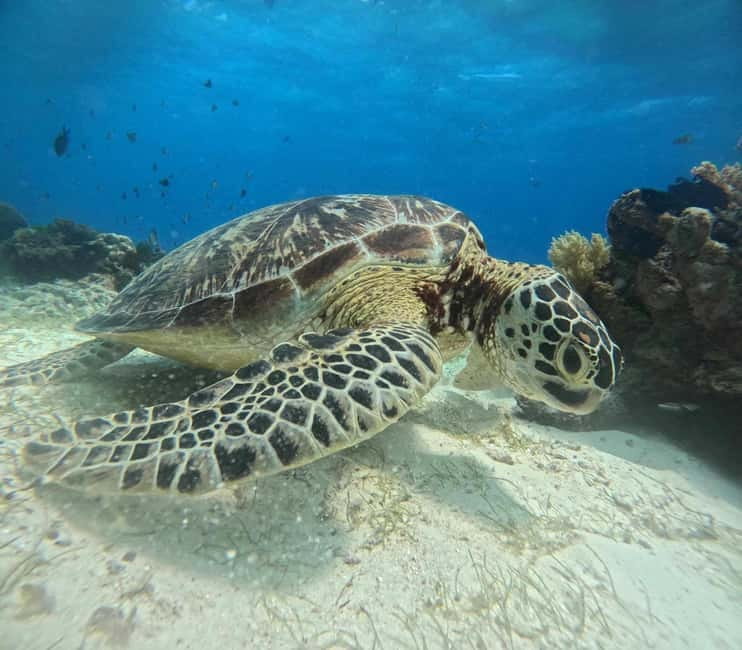 BOHOL: Dolphin Watching, Turtle Swim and Party Boat - Balicasag Island Turtle Snorkeling: Where the Magic Actually Happens