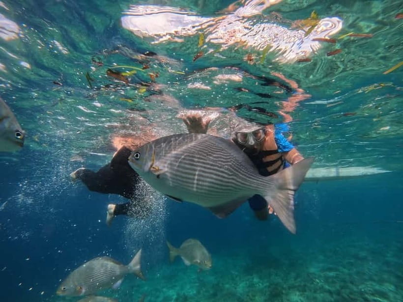 BOHOL: Dolphin Watching, Turtle Swim and Party Boat - Who Should Book, and Who Should Think Twice