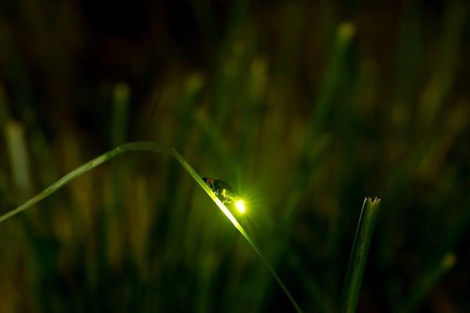 Bohol Firefly Watching (Private) - A private firefly outing that feels romantic, not chaotic