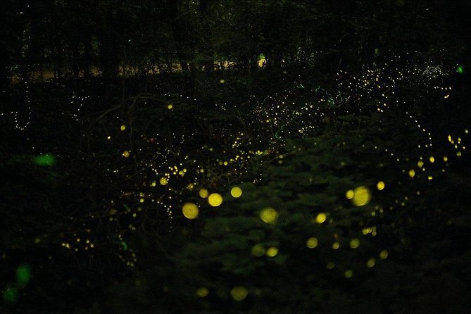 Bohol Firefly Watching (Private) - Photo and timing tips for firefly glow on the water