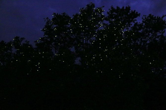 Bohol Firefly Watching (Private) - Your evening schedule: 5:30 pm start and how long you’ll be out