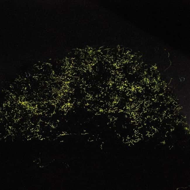 Bohol: Firefly Watching Shared Tour - The boat time: paddle boats or motorized bancas