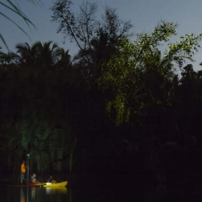 Bohol: Firefly Watching Shared Tour