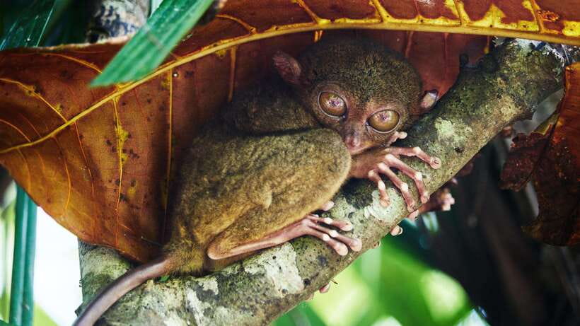 Bohol: Full Day Countryside Tour w Loboc River Lunch - Price and Logistics: What Your $103 Is Really Covering