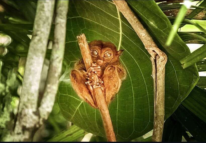 Bohol: Guided Chocolate Hills & Tarsiers Tour - Tarsier sanctuary: small primates with big eyes