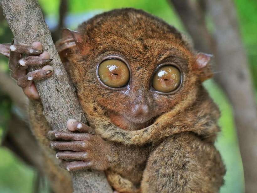 Bohol: Guided Chocolate Hills & Tarsiers Tour - Loboc River cruise: lunch, music, and a slower pace
