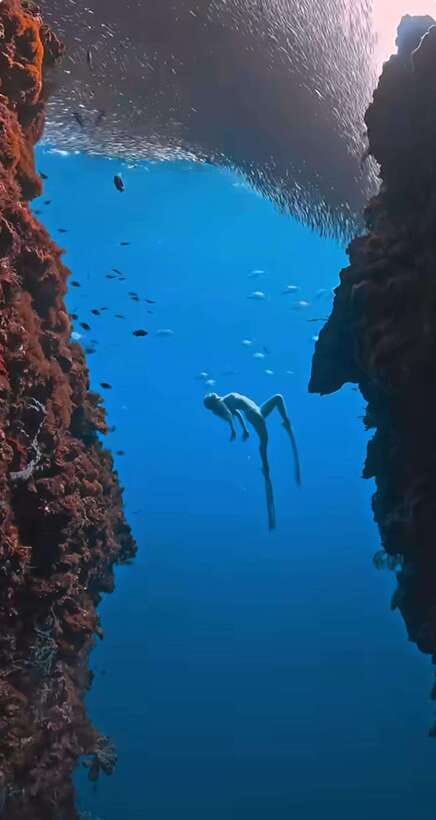Bohol: Guided Sardine Reef Snorkeling Experience - Key things to know before you book